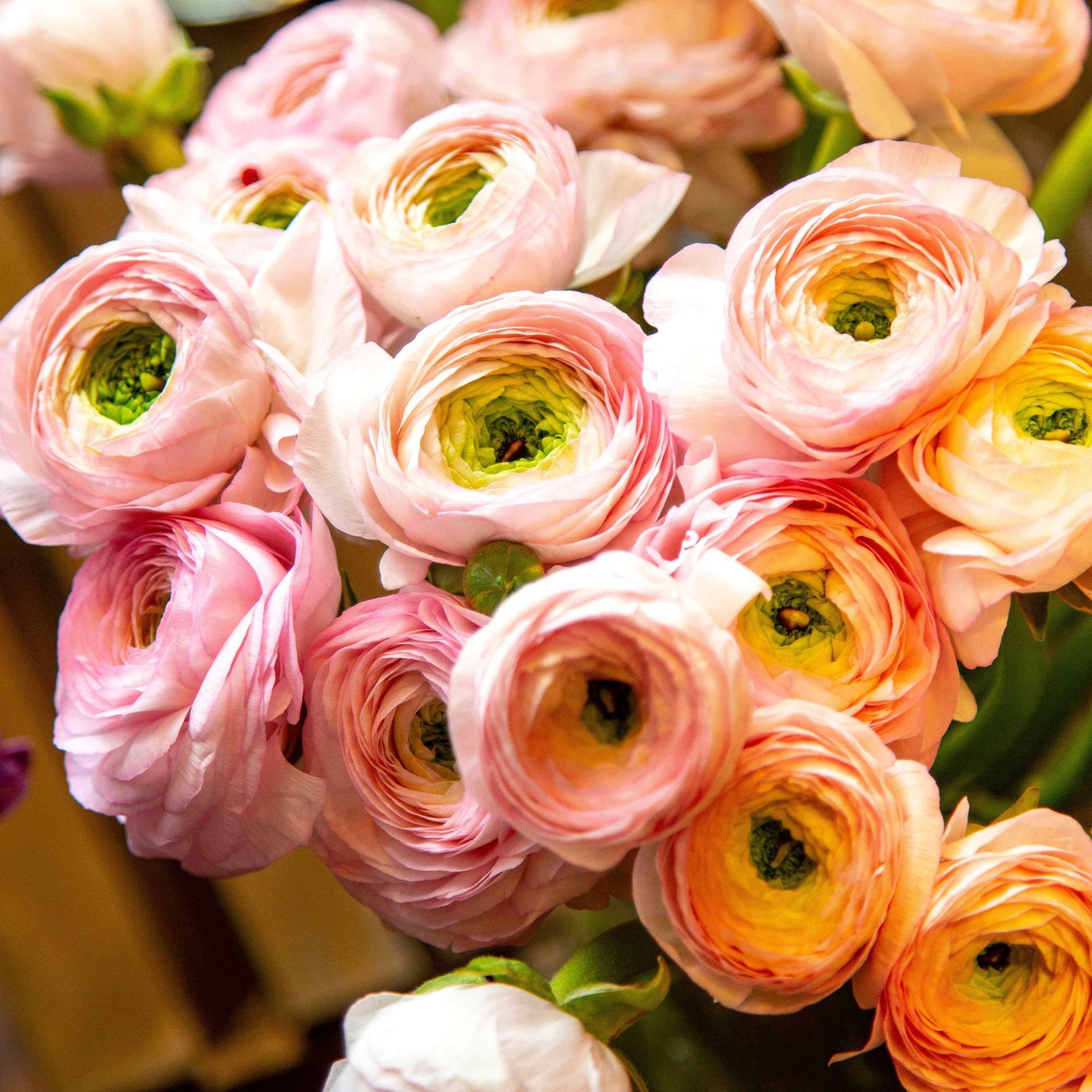 Bouquet de renoncules fraîches aux pétales délicats