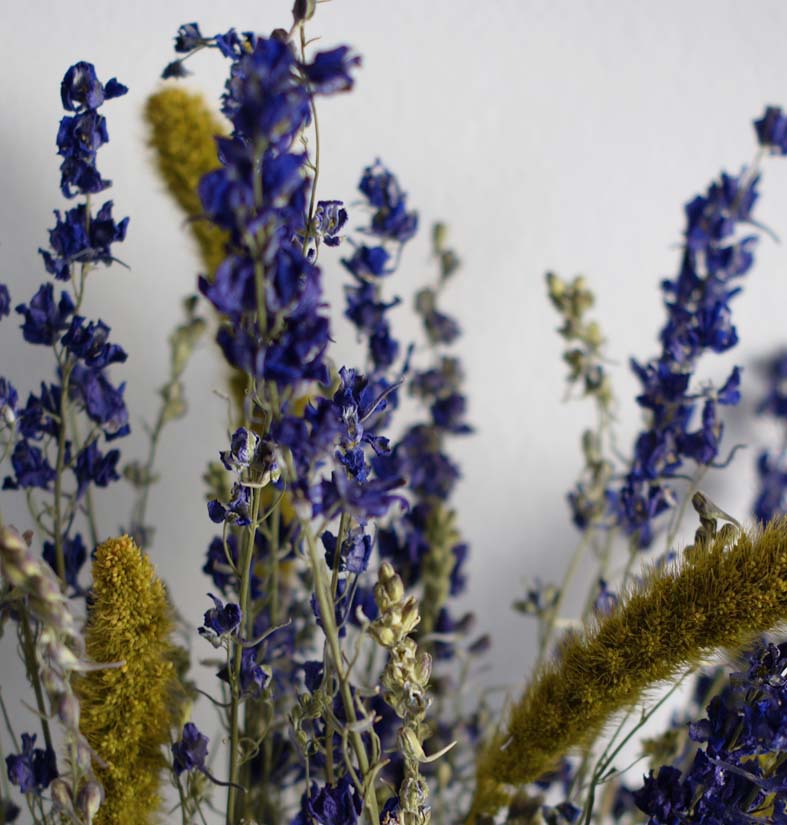 fleurs séchées fleurs lyophilisées